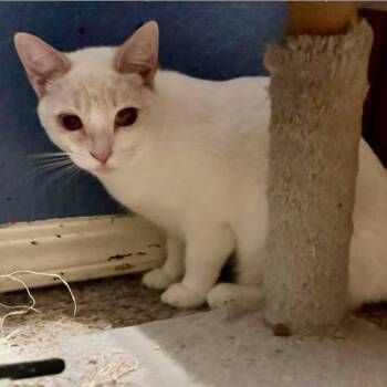 Rescue Siamese Cats for Adoption in Warr Acres, Oklahoma - Corri | PetCurious