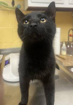 Domestic Short Hair Cats Available for Adoption in Westland, Michigan - Spork | PetCurious