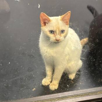 Pumpkin Latte -  Domestic Short Hair Cat for Adoption in Gadsden, Alabama - Pumpkin Latte | PetCurious