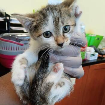 Dos -  Domestic Short Hair Cat for Adoption in Lynchburg, Virginia - Dos | PetCurious