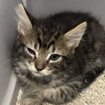 Domestic Short Hair Cats Available for Adoption in Walnut Creek, California - Razorbill | PetCurious