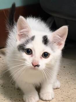 Napoleon -  Domestic Short Hair Cat for Adoption in Amery, Wisconsin - Napoleon | PetCurious