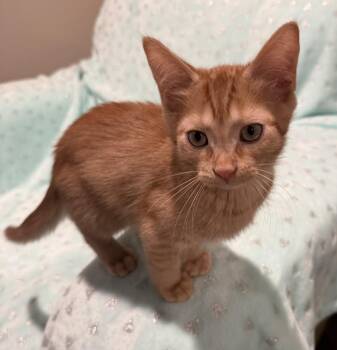 Domestic Short Hair Cats Available for Adoption in Wheaton, Illinois - Alvin | PetCurious