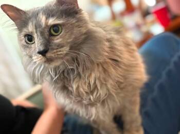 Marina -  Domestic Long Hair Cat for Adoption in Johnson City, Tennessee - Marina | PetCurious