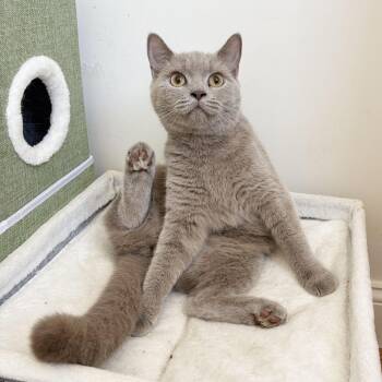 Pandora -  Scottish Fold and British Shorthair Cat for Adoption - Pandora | PetCurious