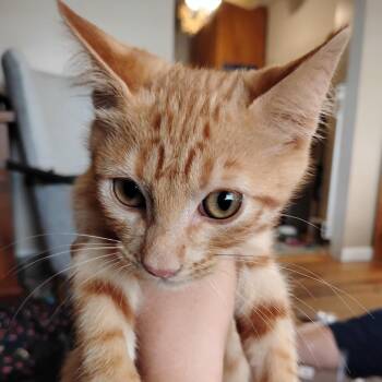 Martin martens -  Domestic Short Hair Cat for Adoption in Grantsville, Utah - Martin Martens | PetCurious