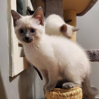 Oat -  Domestic Short Hair Cat for Adoption in Granville, Ohio - Oat | PetCurious