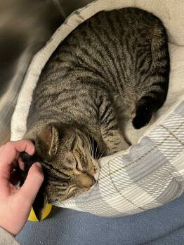 Rescue Domestic Short Hair Cats for Adoption in Covington, Virginia - Waddles | PetCurious