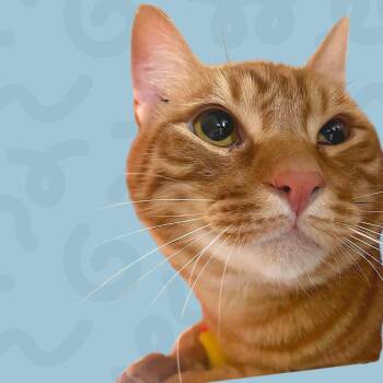 Marmalade -  Domestic Short Hair Cat for Adoption in Reno, Nevada - Marmalade | PetCurious