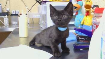 GIDDY UP -  Domestic Short Hair Cat for Adoption in Cookeville, Tennessee - GIDDY UP | PetCurious