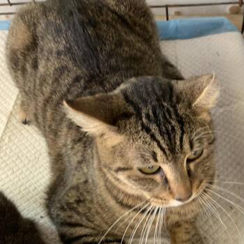 Pickle -  Domestic Short Hair Cat for Adoption in Hearne, Texas - Pickle | PetCurious