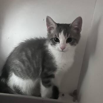 Graham -  Domestic Short Hair Cat for Adoption in Uniontown, Pennsylvania - Graham | PetCurious