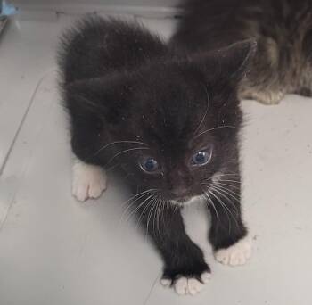 Pen 1  Figgy -  Domestic Short Hair Cat for Adoption in Lawrenceville, Georgia - Pen 1  Figgy | PetCurious