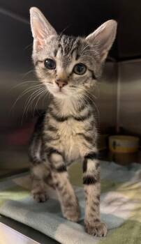 Appaloosa -  Domestic Short Hair Cat for Adoption in Ocala, Florida - Appaloosa | PetCurious