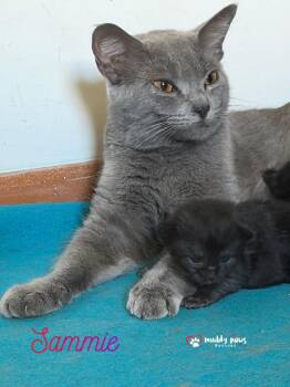 Mama of Storm Survivors:  Sammie -  Domestic Short Hair Cat for Adoption in Council Bluffs, Iowa - Mama Of Storm Survivors:  Sammie | PetCurious