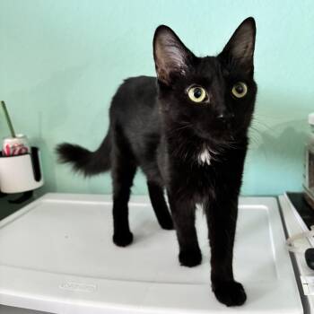 CONNOR AND THE CASE OF THE SWEET & FLUFFY FIND -  Domestic Medium Hair Cat for Adoption in Plano, Texas - CONNOR AND THE CASE OF THE SWEET & FLUFFY FIND | PetCurious