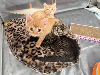 Tabby and Domestic Short Hair Cats Available for Adoption - Eggnog | PetCurious