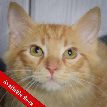 Rescue Tabby and Domestic Medium Hair Cats for Adoption in Huntley, Illinois - Andy | PetCurious