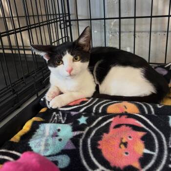 Misty -  Domestic Short Hair Cat for Adoption in Walnut Creek, California - Misty | PetCurious