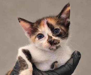 Miranda -  Domestic Short Hair Cat for Adoption in Austin, Texas - Miranda | PetCurious