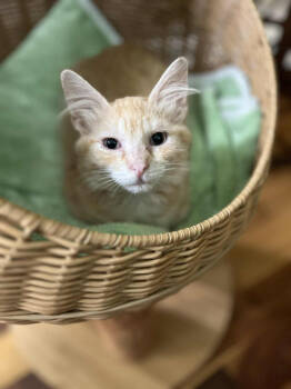 Rescue Domestic Short Hair Cats for Adoption in Augusta, Georgia - Carrot | PetCurious