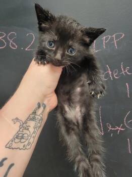 Rescue Domestic Short Hair Cats for Adoption in Harbor Springs, Michigan - Calypso | PetCurious