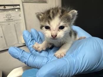 BEA -  Domestic Short Hair Cat for Adoption in San Bernardino, California - BEA | PetCurious
