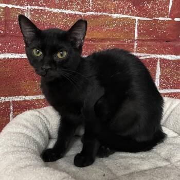 Marceline -  Domestic Short Hair Cat for Adoption in Laredo, Texas - Marceline | PetCurious