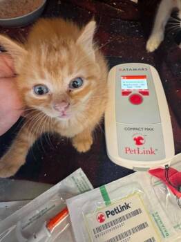 America -  Domestic Short Hair Cat for Adoption in Boone, Iowa - America | PetCurious