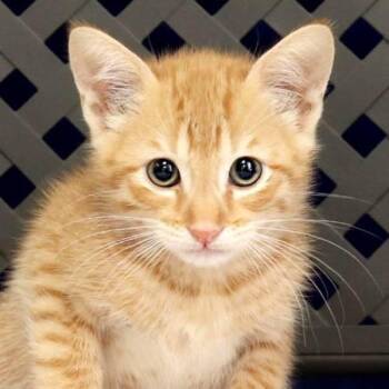 Sprig -  Domestic Short Hair Cat for Adoption in Fort Davis, Texas - Sprig | PetCurious