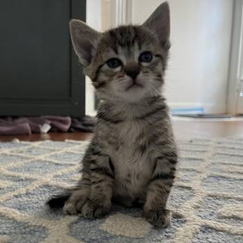 Clea -  Domestic Short Hair Cat Available for Adoption in Houston, Texas - Clea | PetCurious