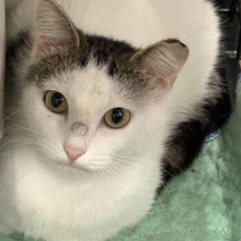 Emmi -  Domestic Short Hair Cat Available for Adoption in Beaufort, South Carolina - Emmi | PetCurious
