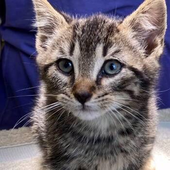 Wasabi -  Domestic Short Hair Cat Available for Adoption in Hudson, New York - Wasabi | PetCurious