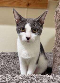 Biscuit -  Domestic Short Hair Cat for Adoption in Lodi, California - Biscuit | PetCurious