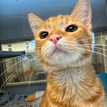 Cheesecake -  Domestic Short Hair Cat for Adoption in Cedar Rapids, Iowa - Cheesecake | PetCurious