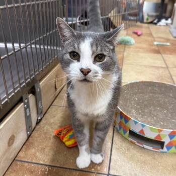 Mongo -  Domestic Short Hair Cat for Adoption in Hemet, California - Mongo | PetCurious