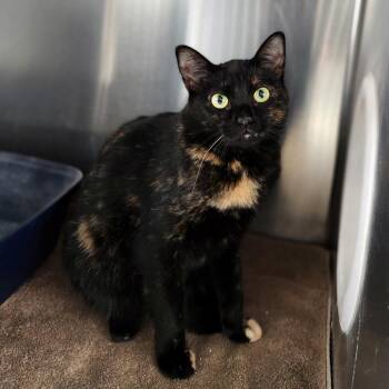 Kiri -  Domestic Short Hair Cat for Adoption in Walker, Michigan - Kiri | PetCurious