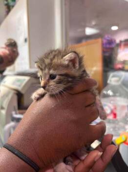 Shelby -  Domestic Short Hair Cat for Adoption in Statesboro, Georgia - Shelby | PetCurious