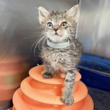 Noodle -  Domestic Short Hair Cat for Adoption in Palm Springs, California - Noodle | PetCurious