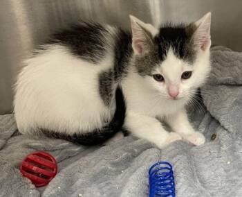 Flounder -  Domestic Short Hair Cat for Adoption in Westland, Michigan - Flounder | PetCurious