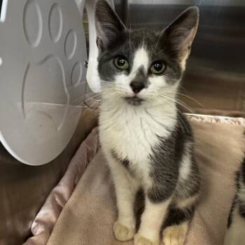 Fauna -  Domestic Short Hair Cat for Adoption in West Palm Beach, Florida - Fauna | PetCurious