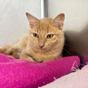 Ember -  Domestic Medium Hair Cat for Adoption in Buffalo, New York - Ember | PetCurious