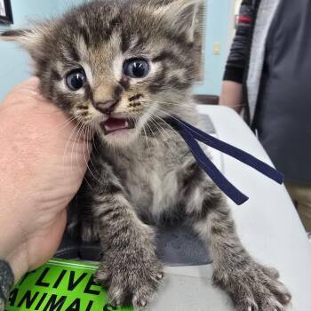 Bentley -  Domestic Short Hair Cat for Adoption in Buffalo, New York - Bentley | PetCurious