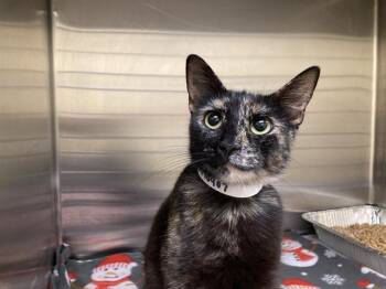 MS. CRICKET -  Domestic Short Hair Cat for Adoption in Tustin, California - MS. CRICKET | PetCurious