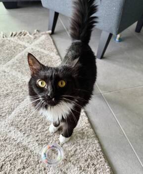 Rescue Domestic Long Hair Cats for Adoption in Port Orange, Florida - Elsa (LoNG Fur) LAP Kitty! | PetCurious