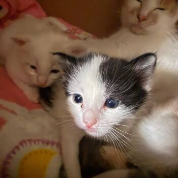 B.W. -  Domestic Short Hair Cat for Adoption in Sonoma, California - B.W. | PetCurious