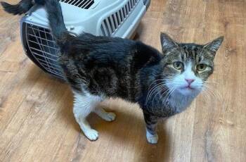 Neighbor -  Domestic Medium Hair Cat for Adoption in Escondido, California - Neighbor | PetCurious