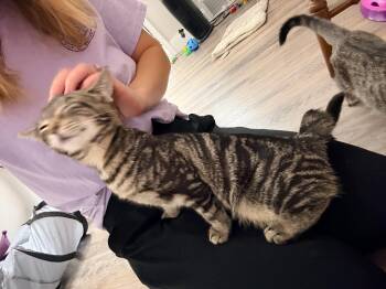 Justine -  Domestic Short Hair Cat for Adoption in Fulton, New York - Justine | PetCurious