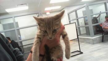 PACIFICA -  Domestic Short Hair Cat for Adoption in Charlotte, North Carolina - PACIFICA | PetCurious