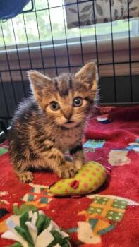Delivery -  Domestic Short Hair Cat for Adoption in North Brunswick Township, New Jersey - Delivery | PetCurious